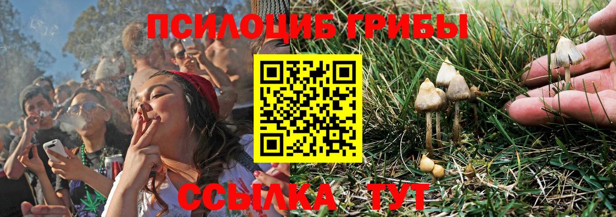 Галлюциногенные грибы Psilocybine cubensis  Красноуфимск  Псилоцибиновые грибы GOLDEN TEACHER 